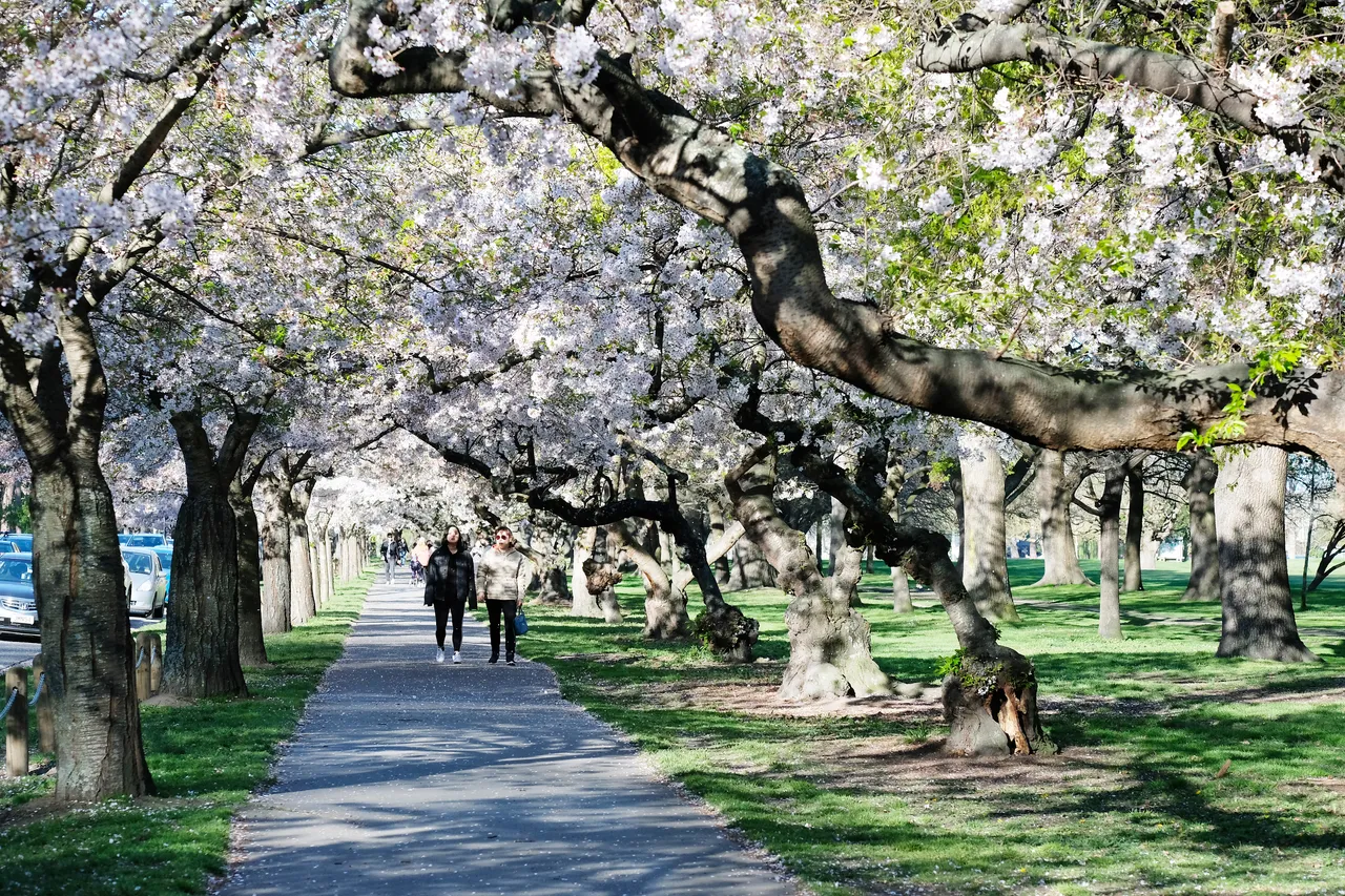 Blossoms at Hagley Park