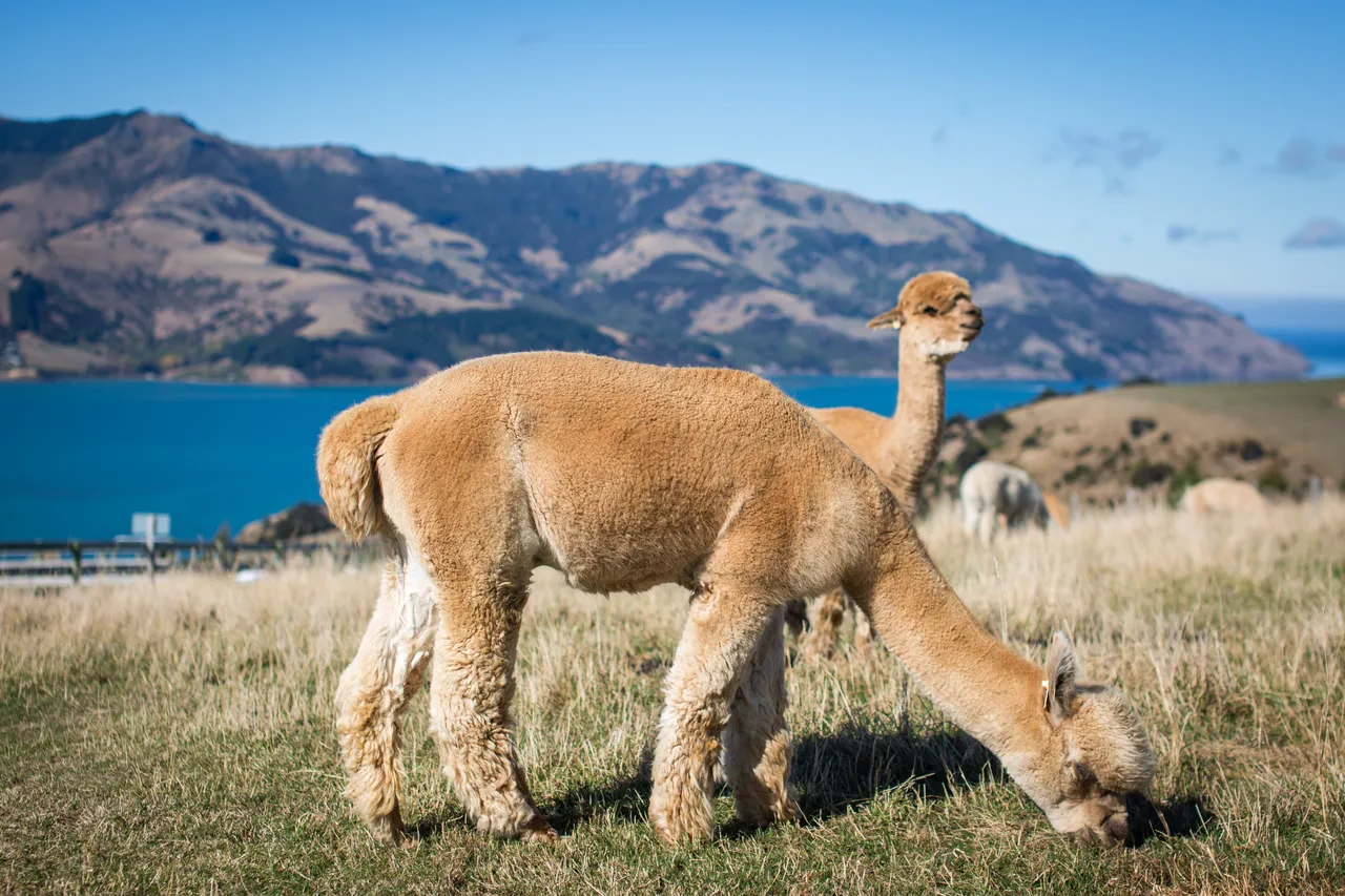 Alpacas in Akaroa