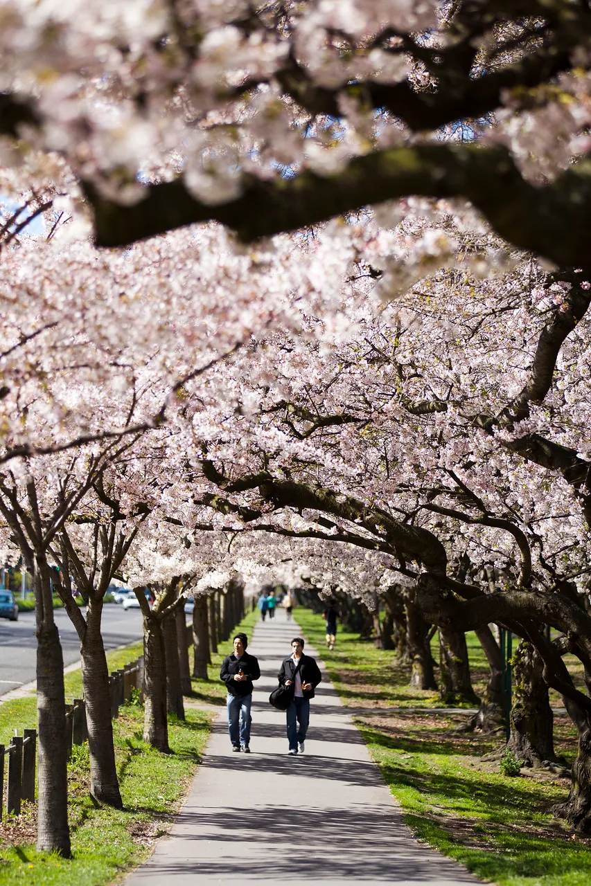 Blossoms along Hagley Park