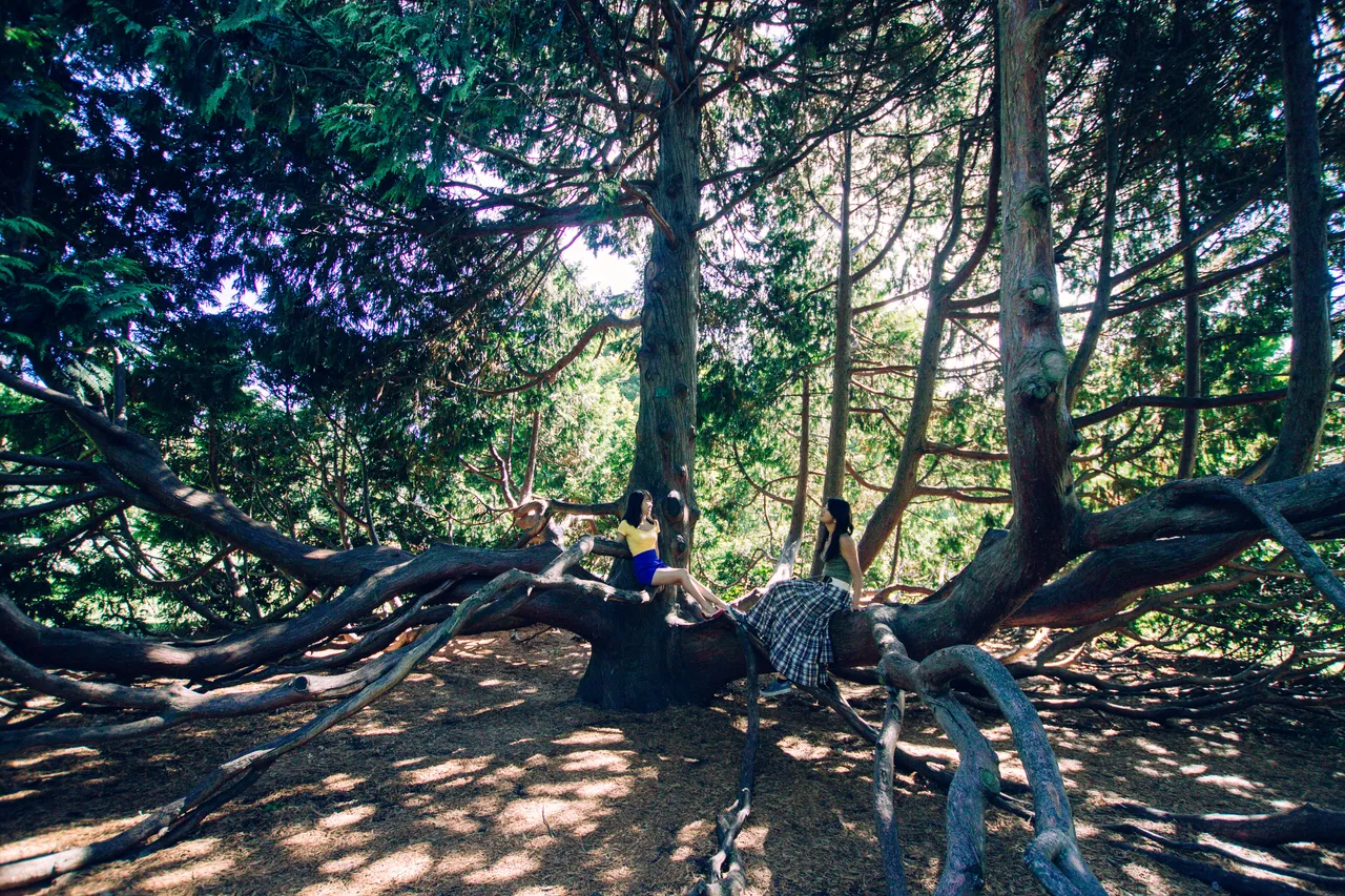 Friends sitting under a tree in the Botanic Gardens