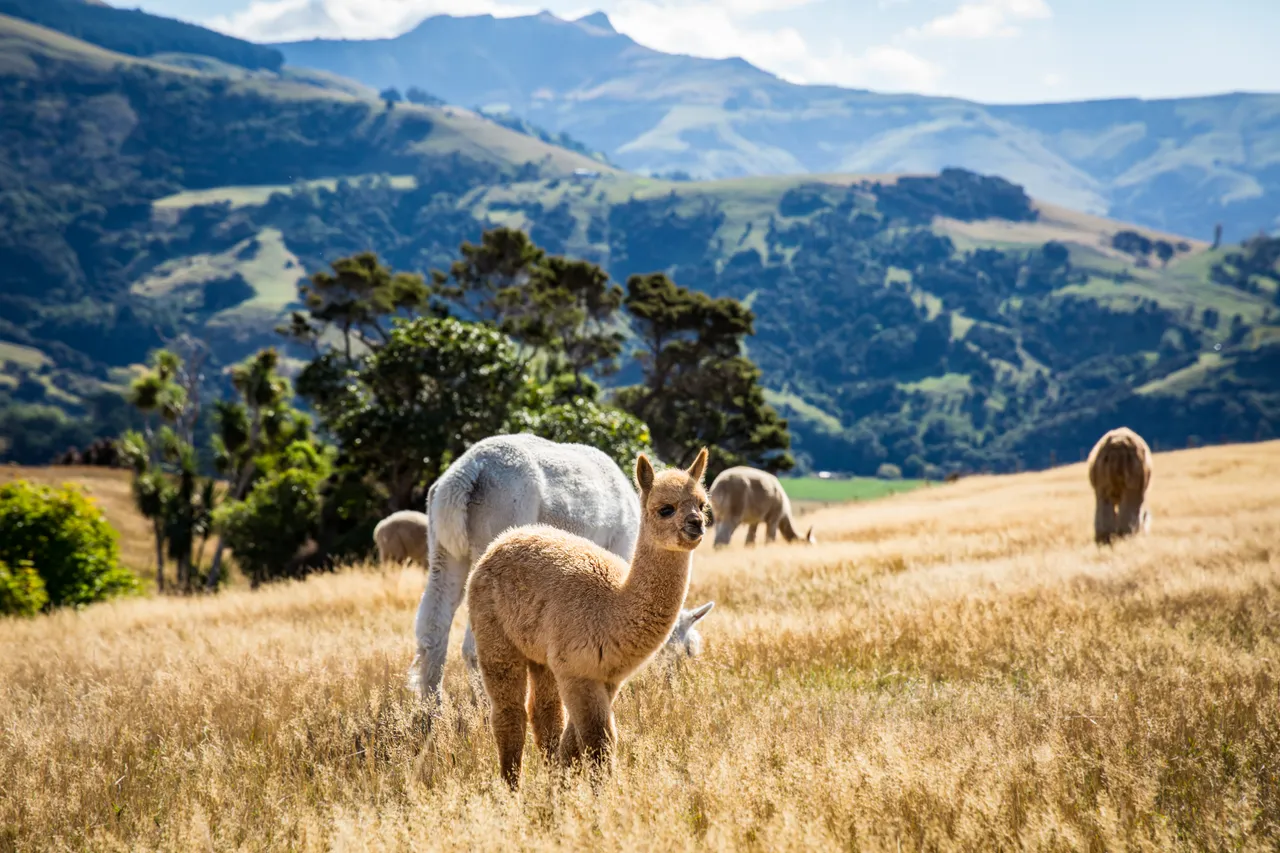 Alpacas at Shamarra Alpaca Farm
