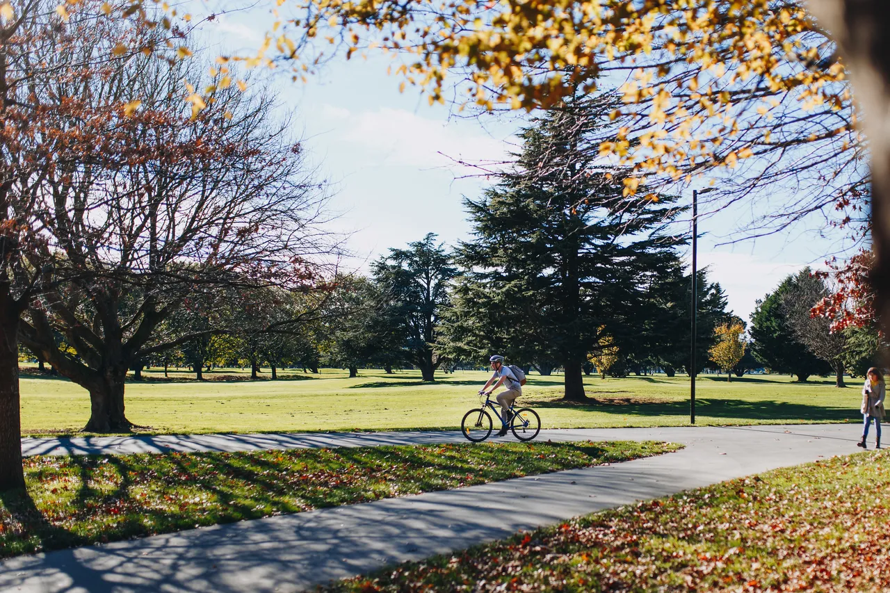 Cyclist in Hagley Park in Autumn