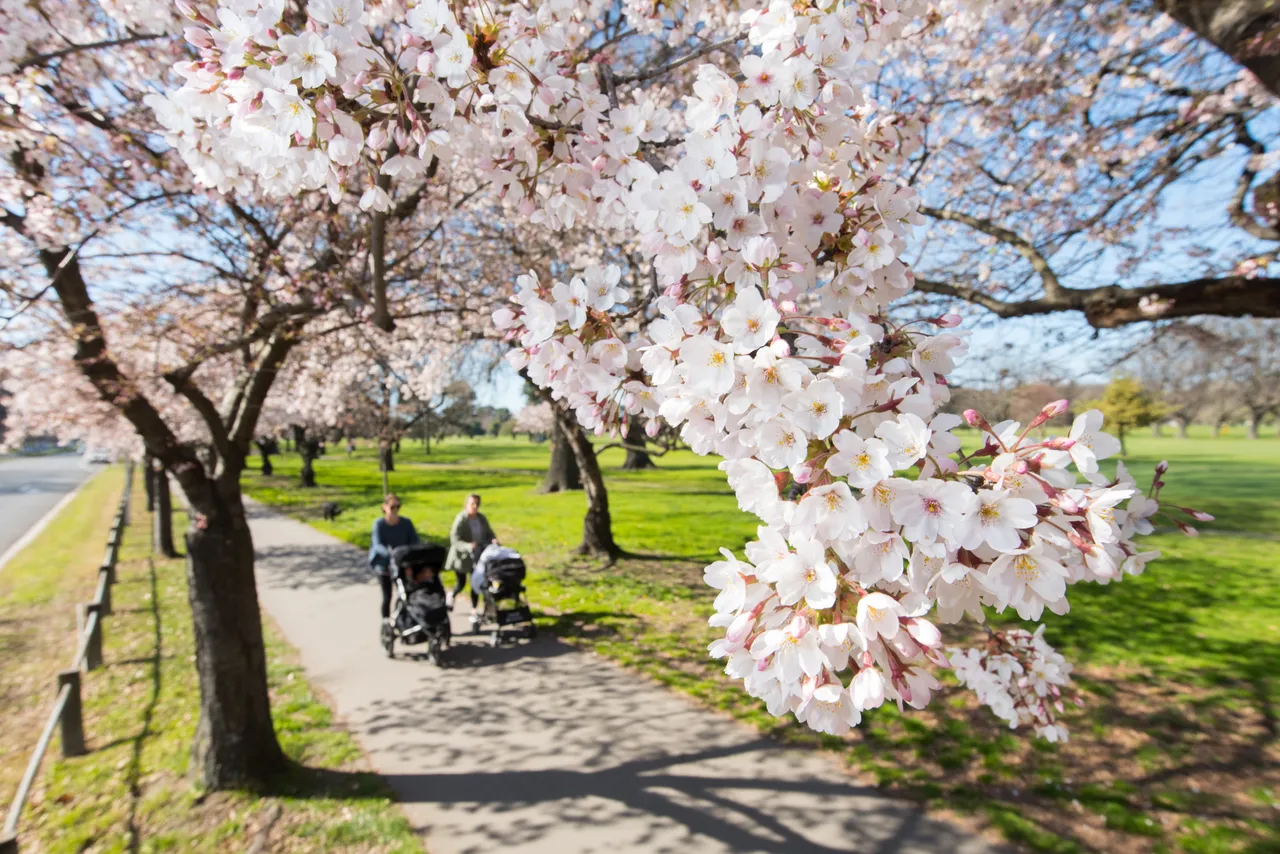 Blossom Spring