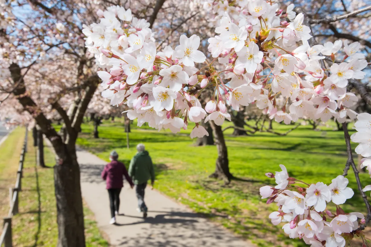Blossom Spring
