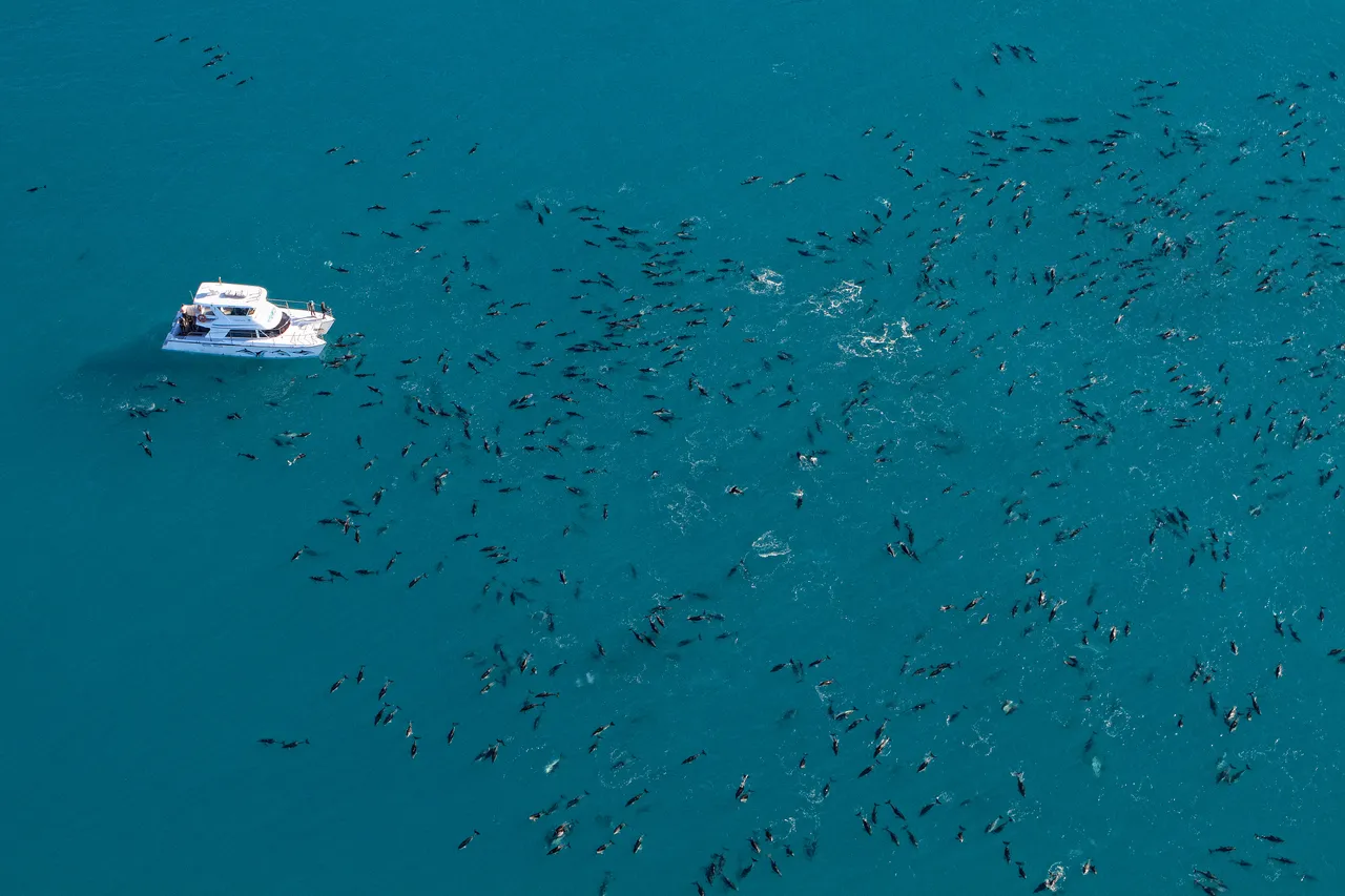 GCH View of Dolphins