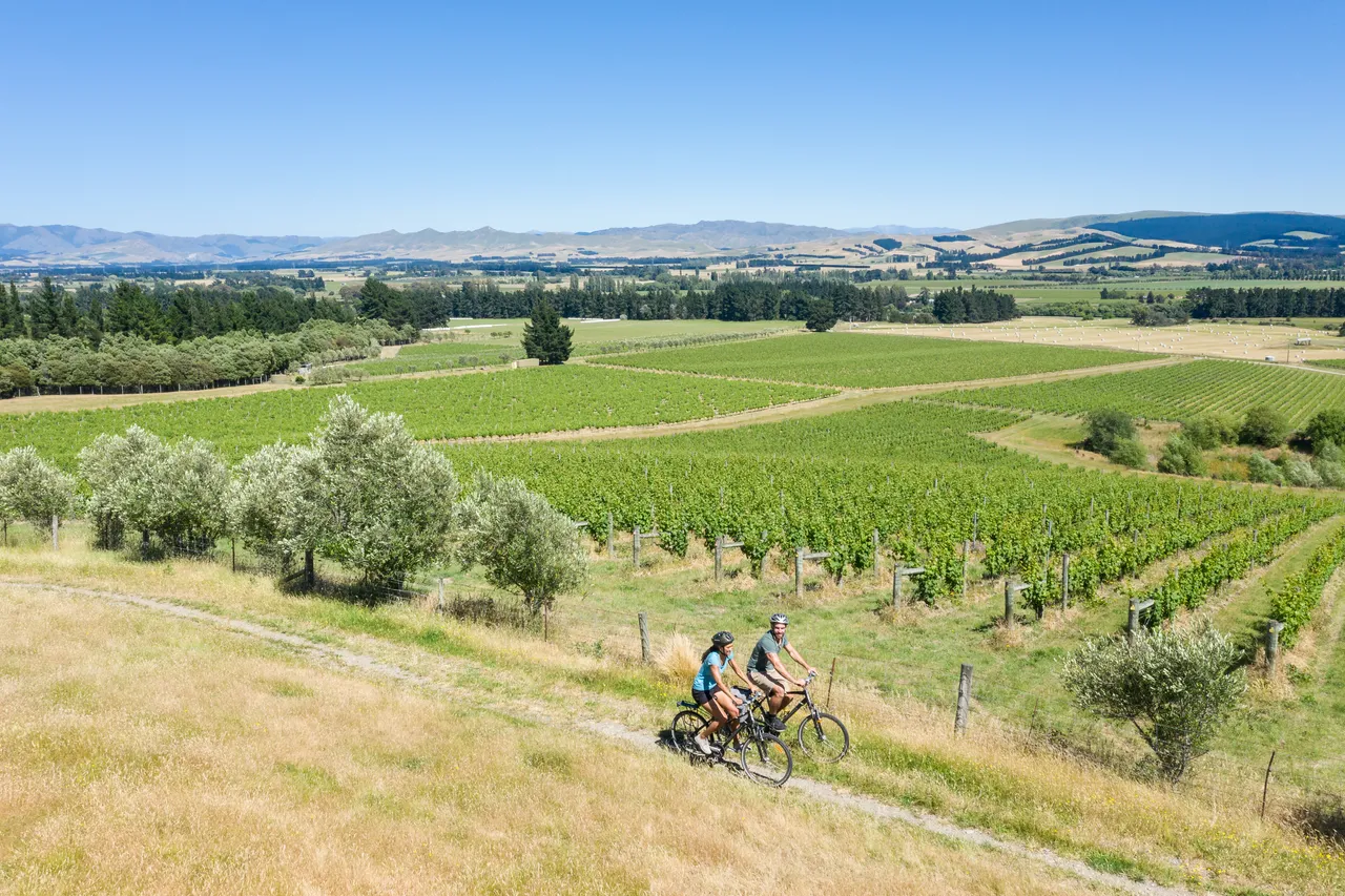 Couple cycling through Vineyard 