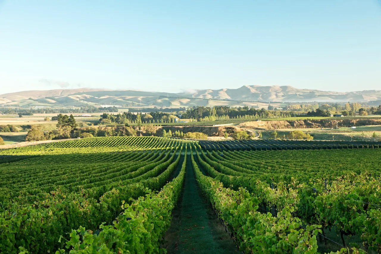 Greystone vineyard