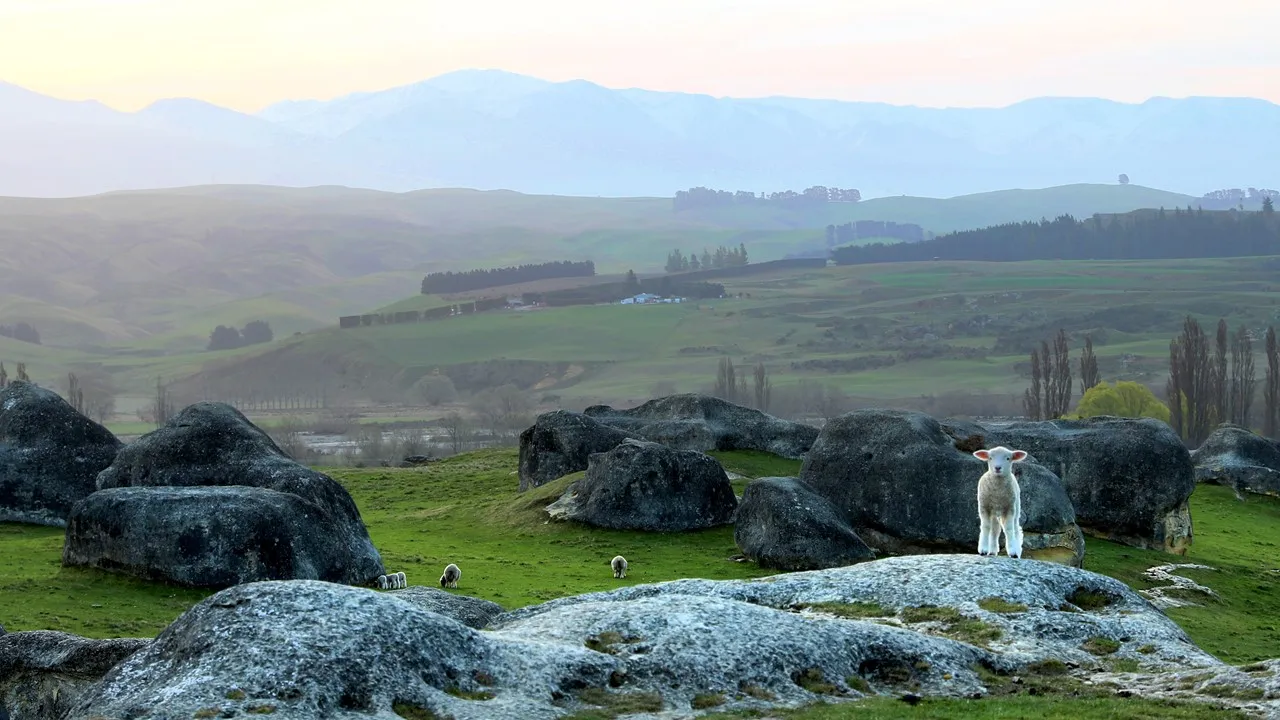 Sheep on Elephant Rock