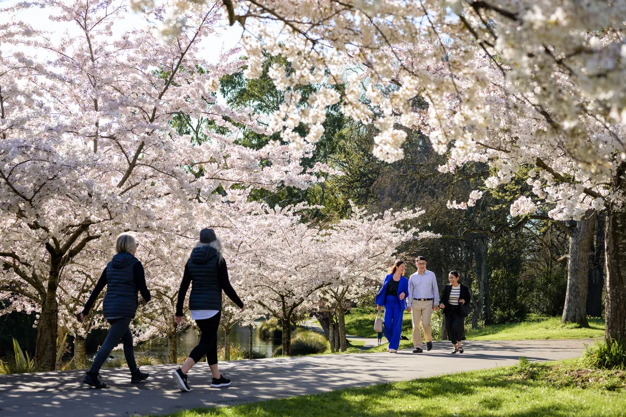 Cherry blossoms at the Botanic Gardens