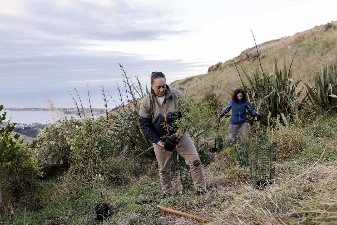 Tree planting in Port Hills
