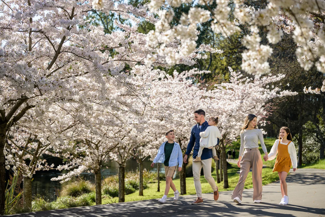 Cherry blossoms at the Botanic Gardens