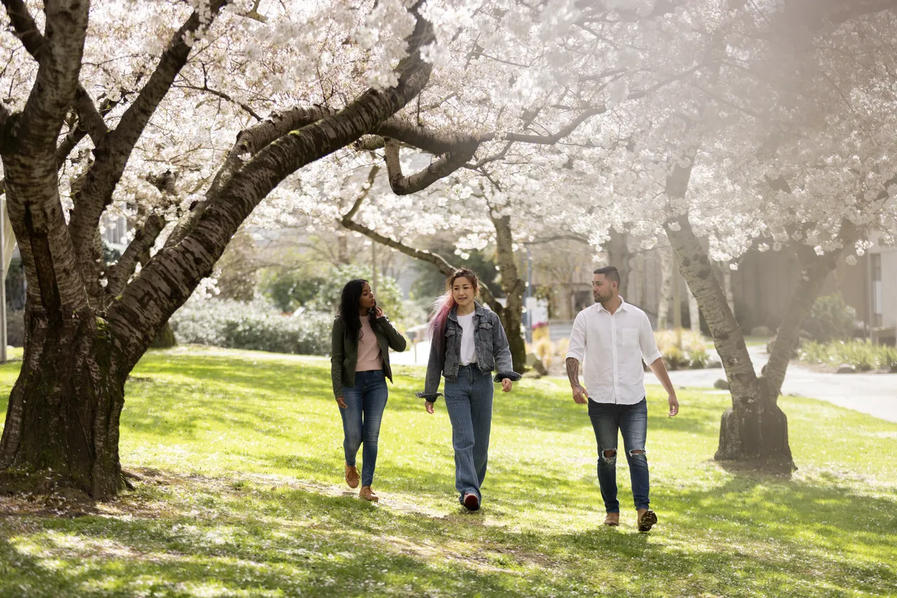 Spring Blossoms in the city