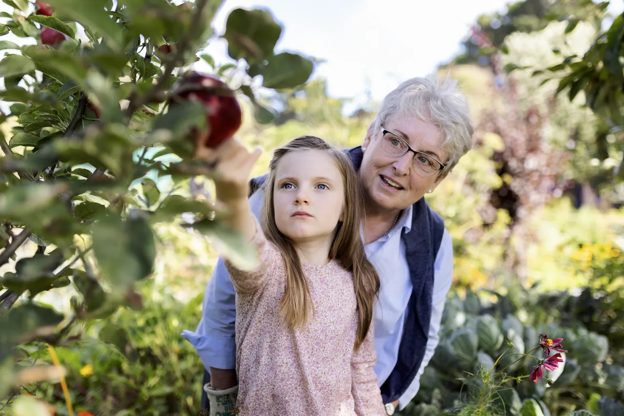Fruit picking at a community garden