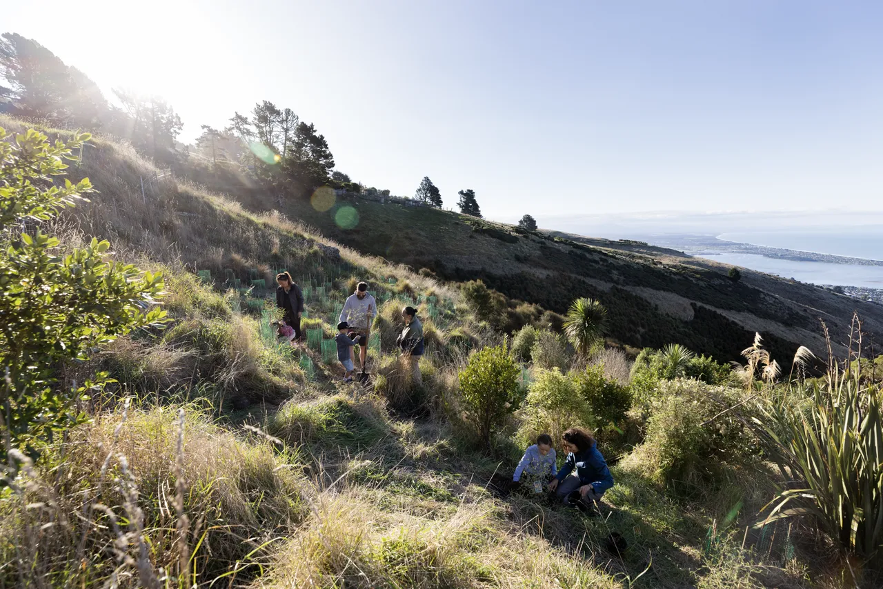 Tree planting along Port Hills