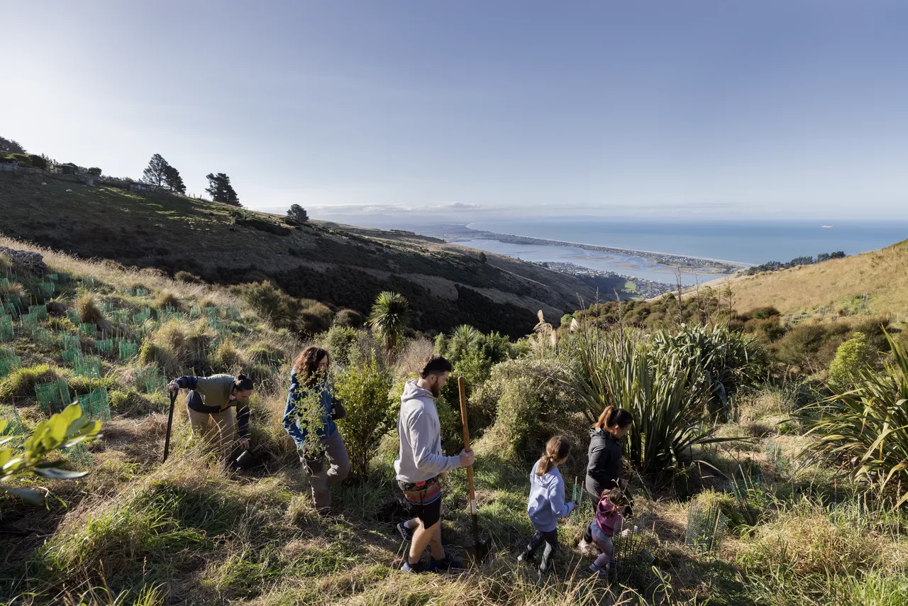 Tree planting along Port Hills