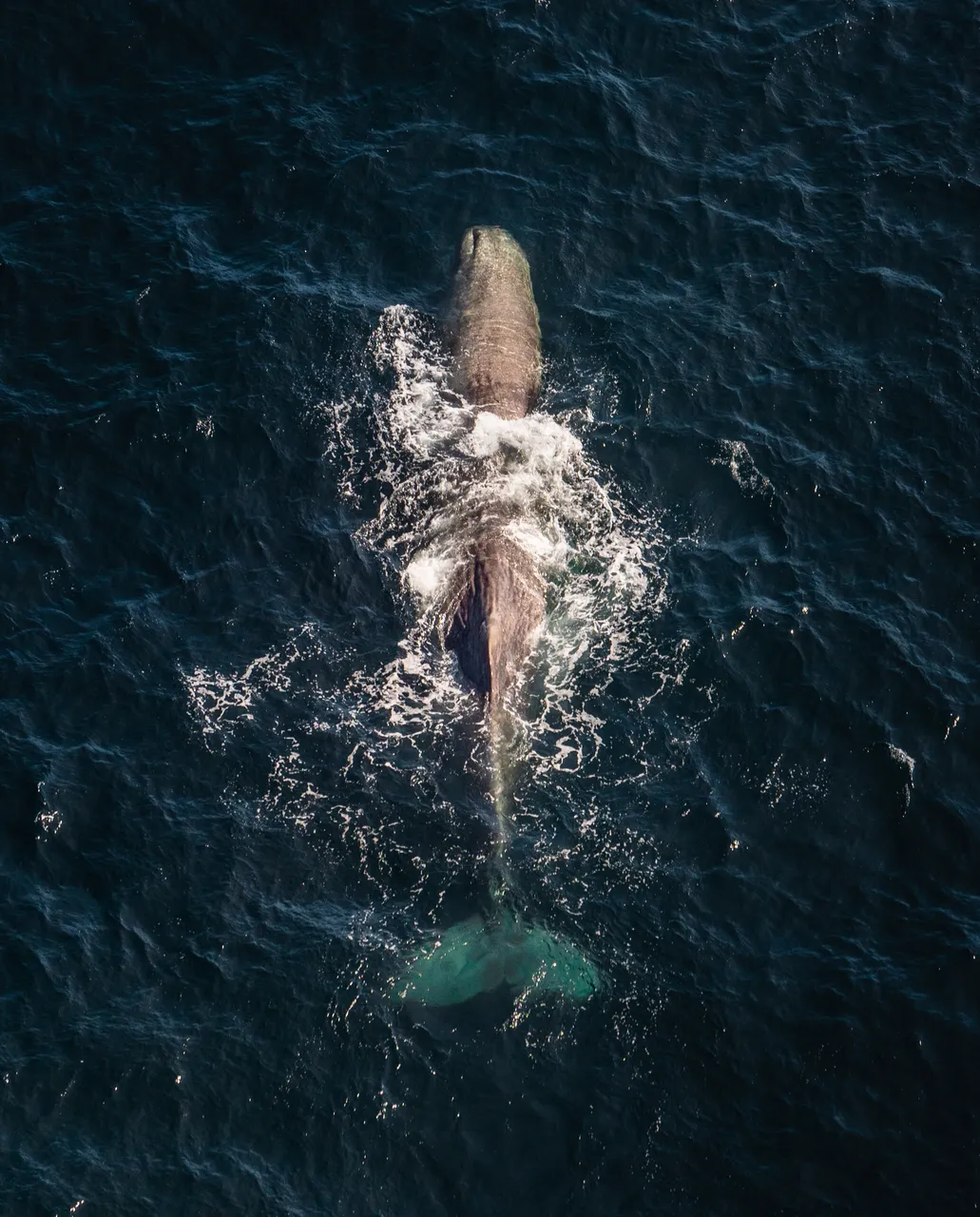 Kaikōura - Sperm Whale