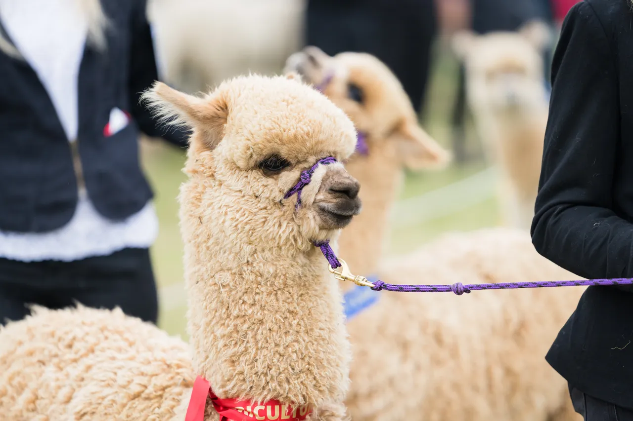 NZ Agricultural Show Alpaca