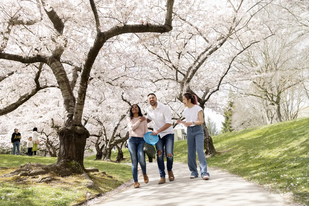 Spring Blossoms in the city