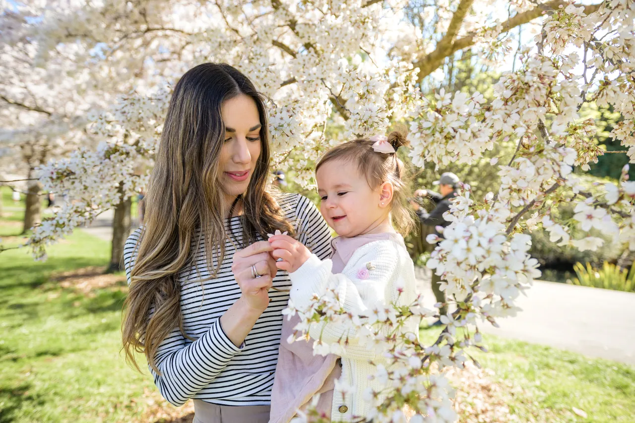 Cherry blossoms at the Botanic Gardens