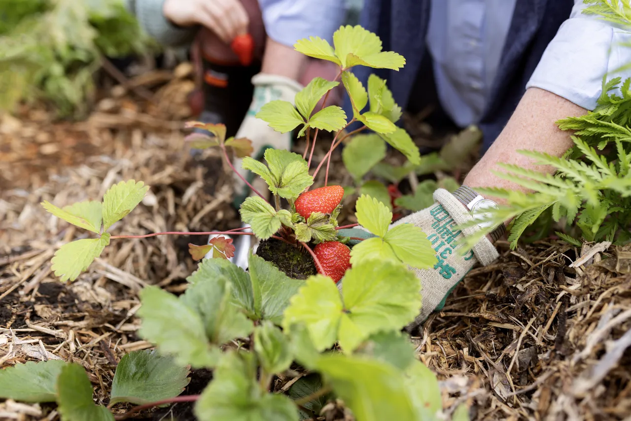 Planting at community garden