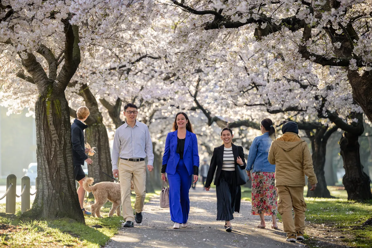 Cherry blossoms at Hagley Park