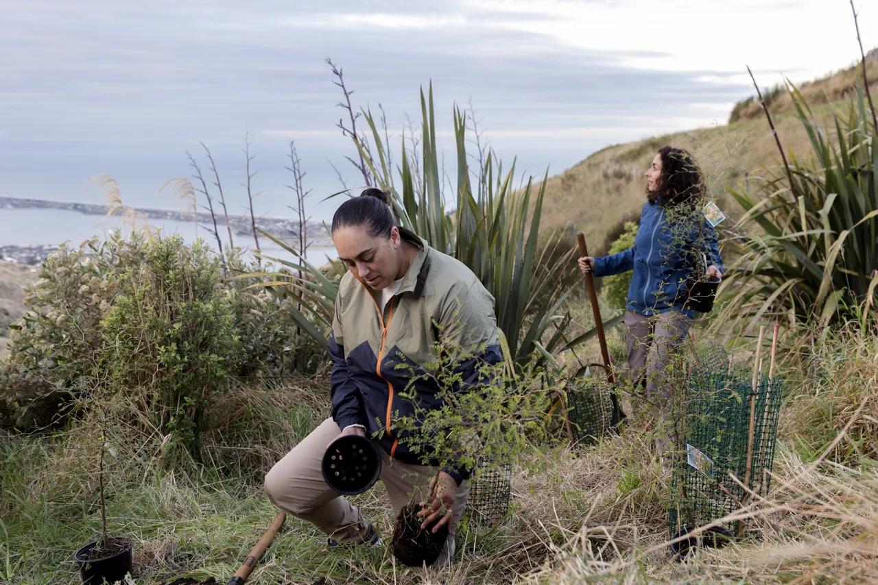 Planting in Port Hills