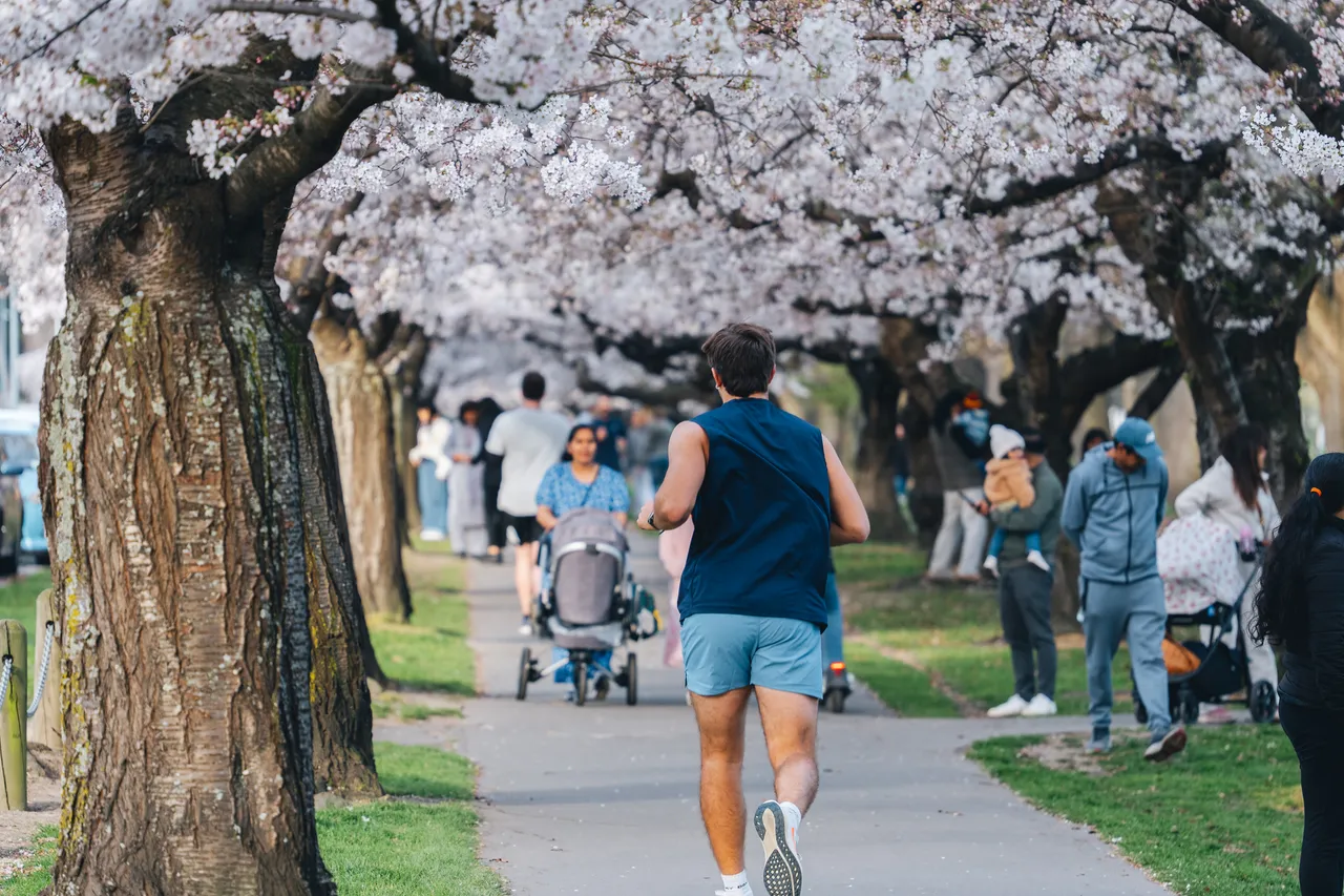 Hagley Park in spring