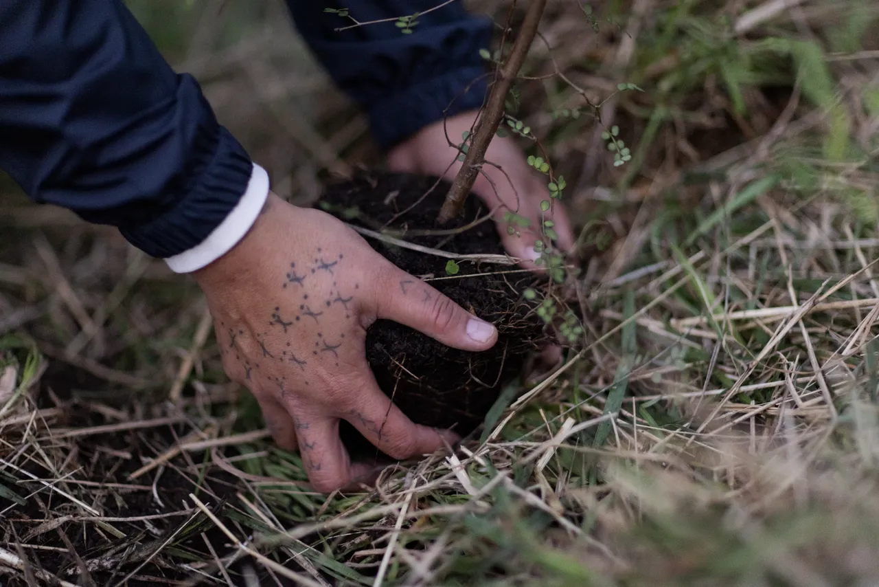 Tree planting