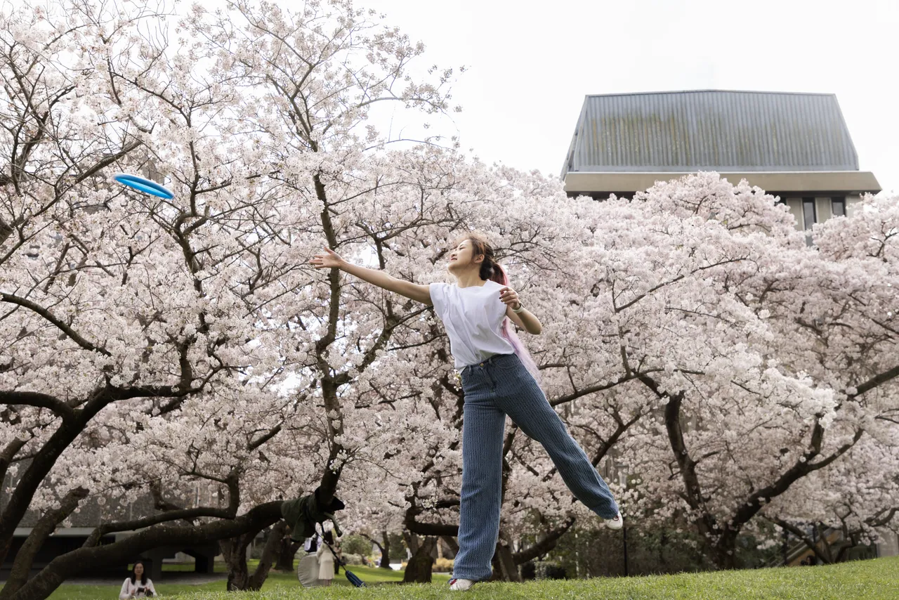 Spring Blossoms in the city