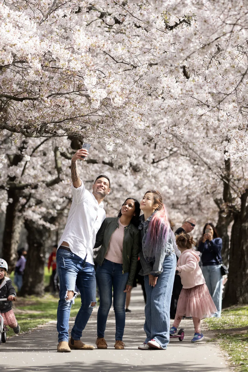 Spring Blossoms in the city