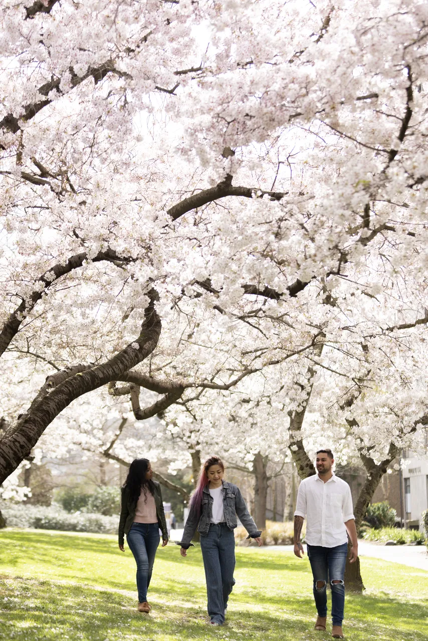 Spring Blossoms in the city