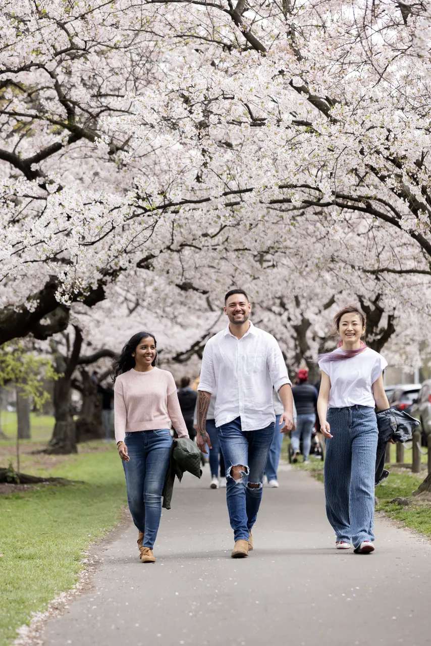 Spring Blossoms in the city