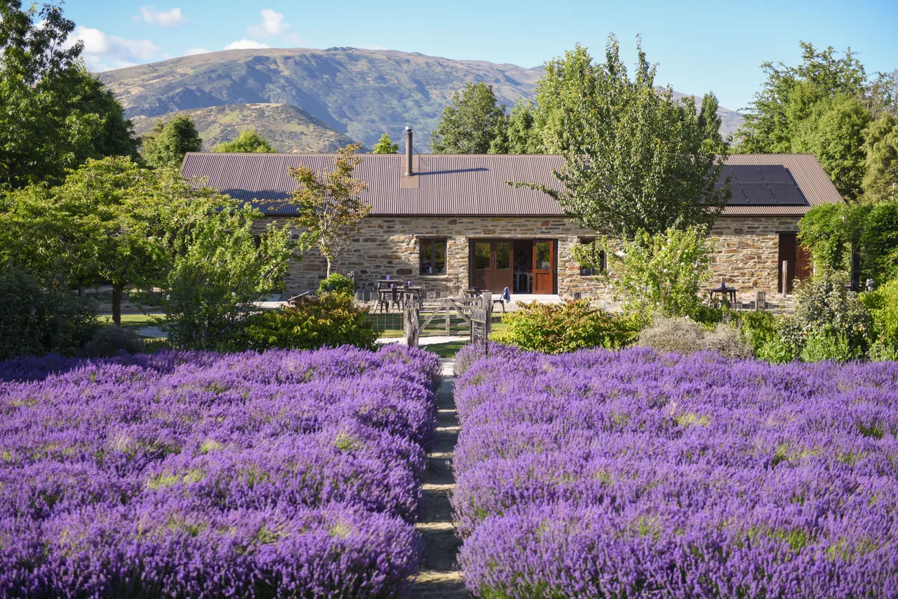 Wānaka Lavender Farm